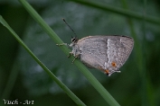 Eikenpage - (Favonius quercus) Visch - Art 2024