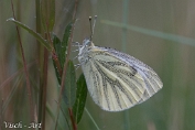 Klein geaderd witje (Pieris napi Visch - Art 2024