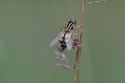 Citroenpendelvlieg - (Helophilus trivittatus) Visch - Art 2024