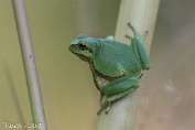 Boomkikker (Hyla arborea) Visch - Art 2024