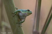 Boomkikker (Hyla arborea) Visch - Art 2024