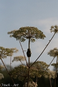 Boomkikker (Hyla arborea) Visch - Art 2024