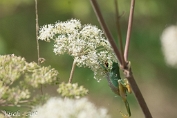 Boomkikker (Hyla arborea) Visch - Art 2024
