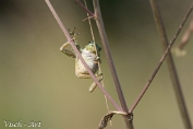 Boomkikker (Hyla arborea) Visch - Art 2024