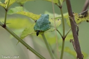 Boomkikker (Hyla arborea) Visch - Art 2024