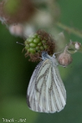 Klein geaderd witje - Pieris napi Visch - Art 2025