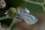 Klein geaderd witje - Pieris napi Visch - Art 2025