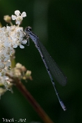 Azuurwaterjuffer - Coenagrion puella Visch - Art 2025