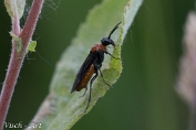 Dolerus spec. Visch - Art 2025