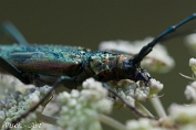 Muskusboktor (Aromia Moshata) Visch - Art Fotografie 2024