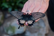 Astrid Visch Papilio Memnon Agenor - (c)Visch - Art Fotografie
