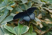 Astrid Visch Papilio Memnon ascalaphus - (c)Visch - Art Fotografie