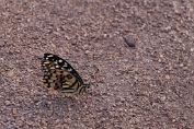 Astrid Visch Papilio demoleus - (c)Visch - Art Fotografie
